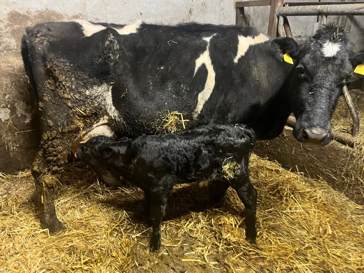 Cow Calved 2 Days Good Angus Bull Calf At Foot - Image 2