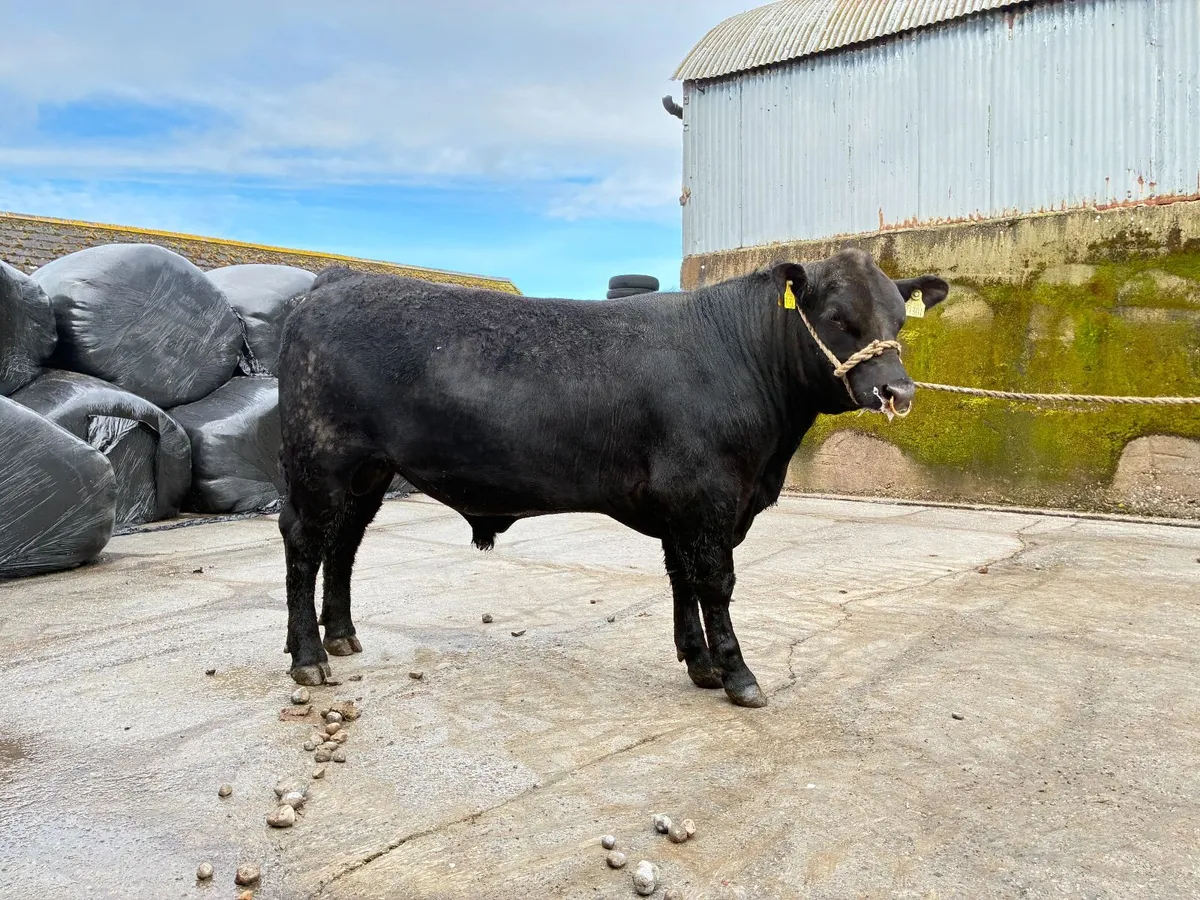 Angus Bulls - Image 4