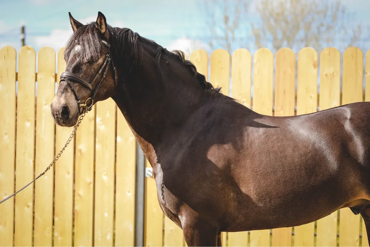 Connemara Stallion at Stud | Carnakilly Mac Guire - Image 2