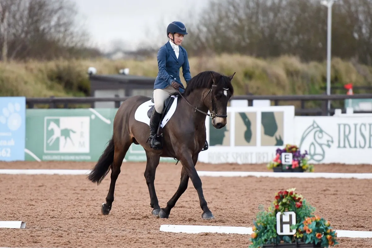 Connemara Stallion at Stud | Carnakilly Mac Guire - Image 3