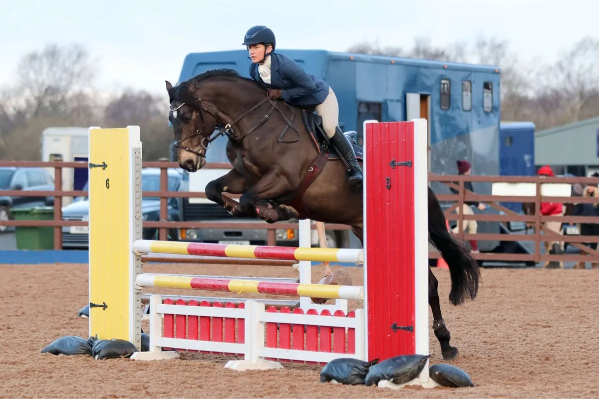 Connemara Stallion at Stud | Carnakilly Mac Guire - Image 4