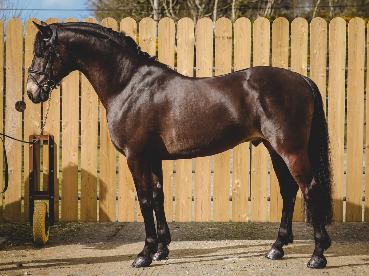 Connemara Stallion at Stud | Carnakilly Mac Guire - Image 1