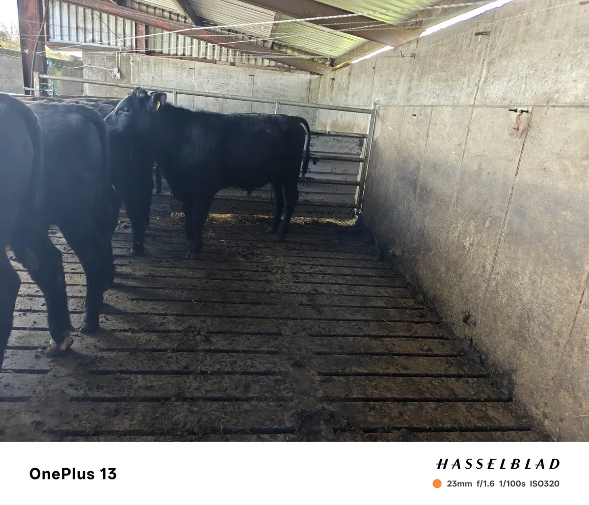 Bull weanling - Image 2