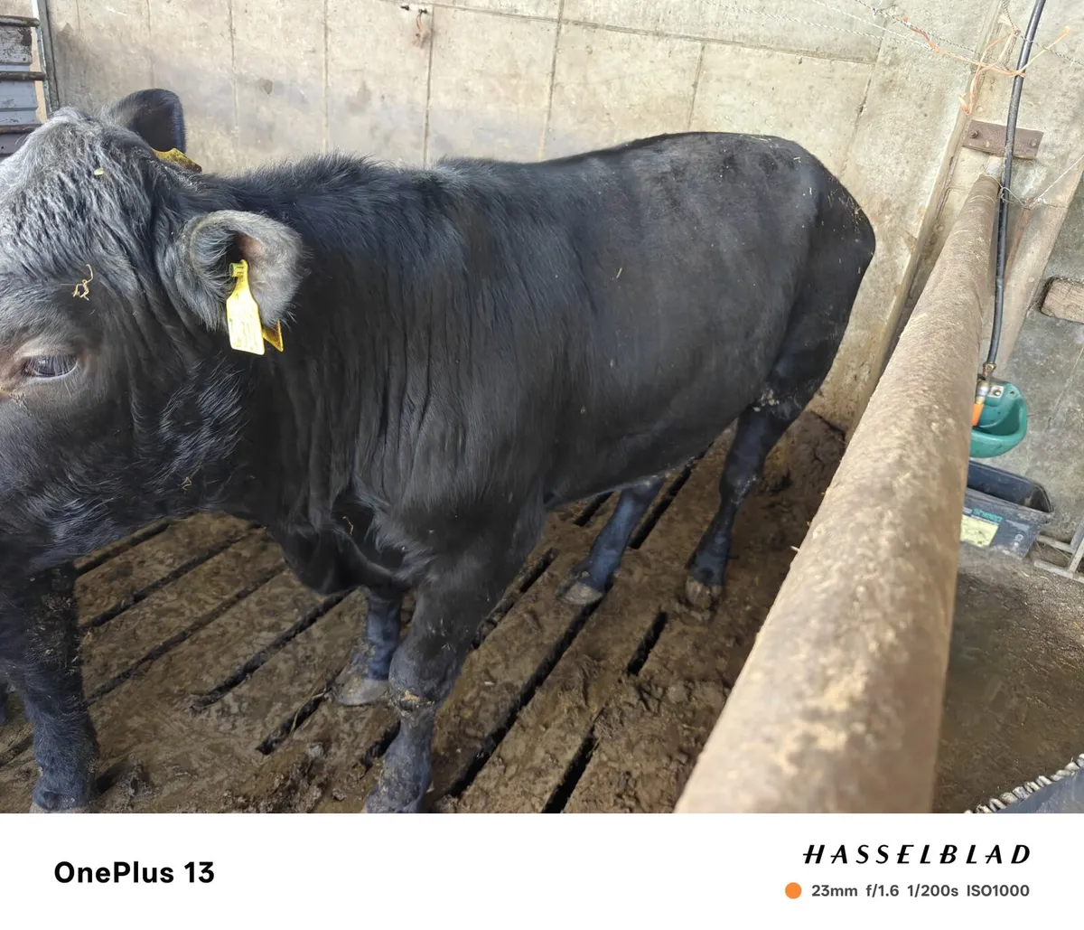 Bull weanling - Image 1