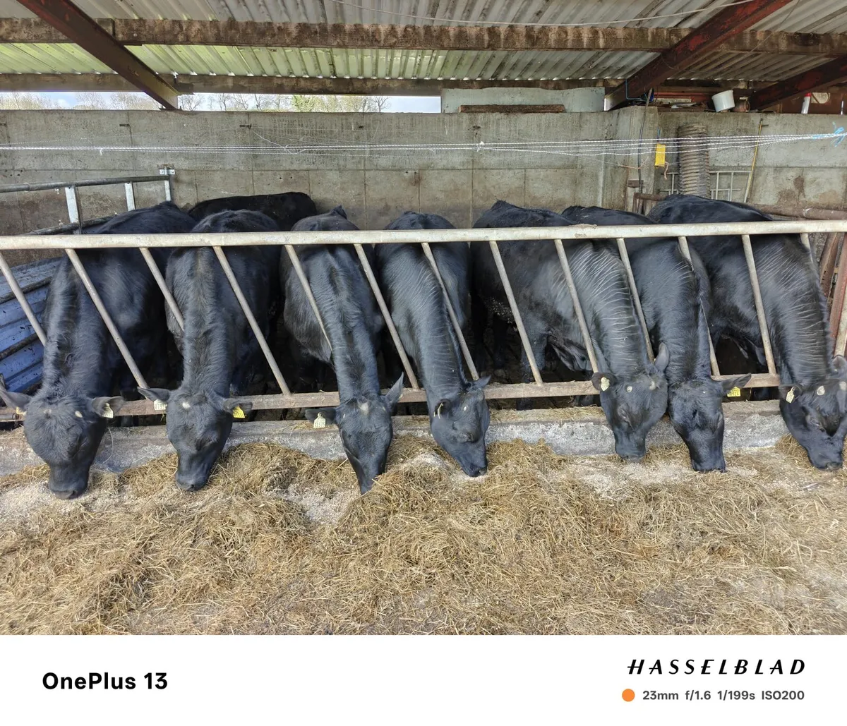 Bull weanling - Image 3