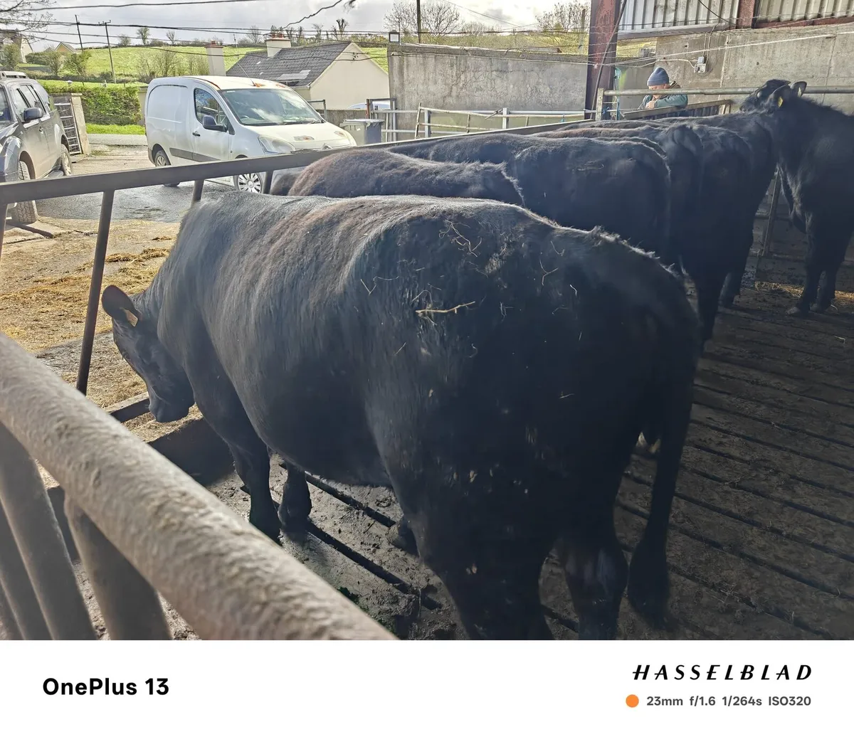 Bull weanling - Image 4