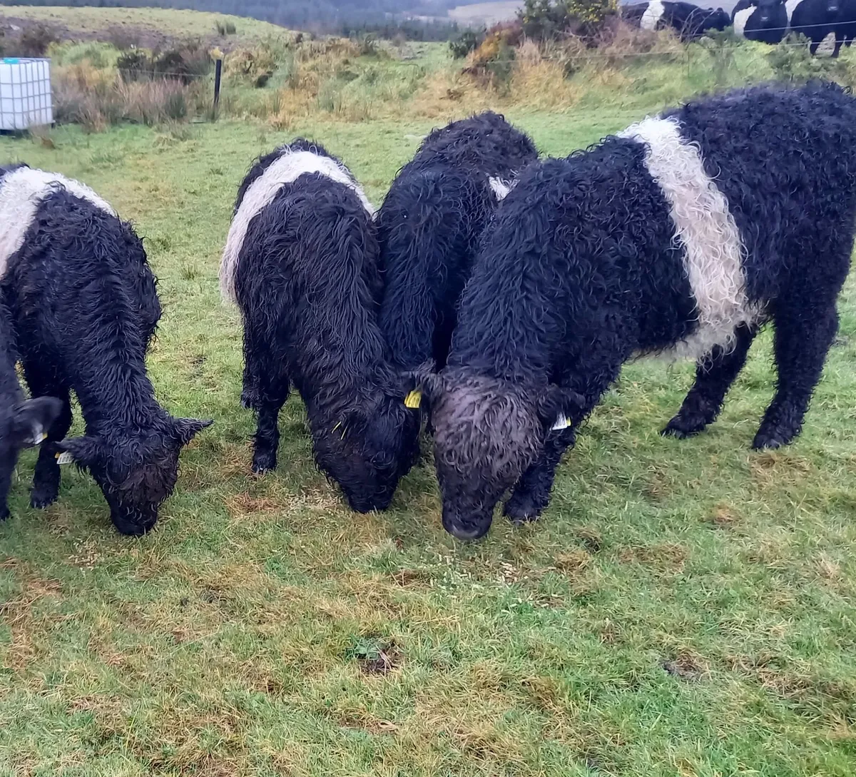 Belted galloway yearlings