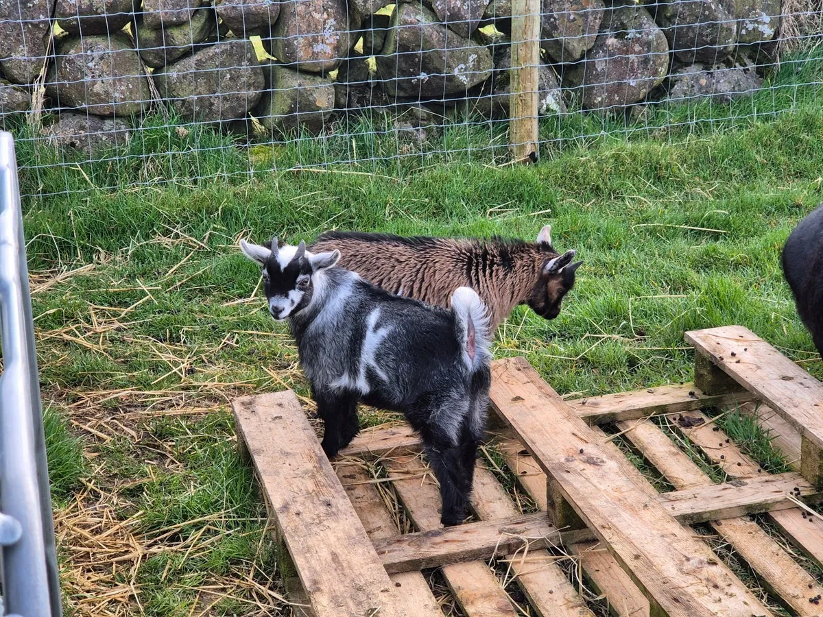 Pygmy goat kids - Image 1