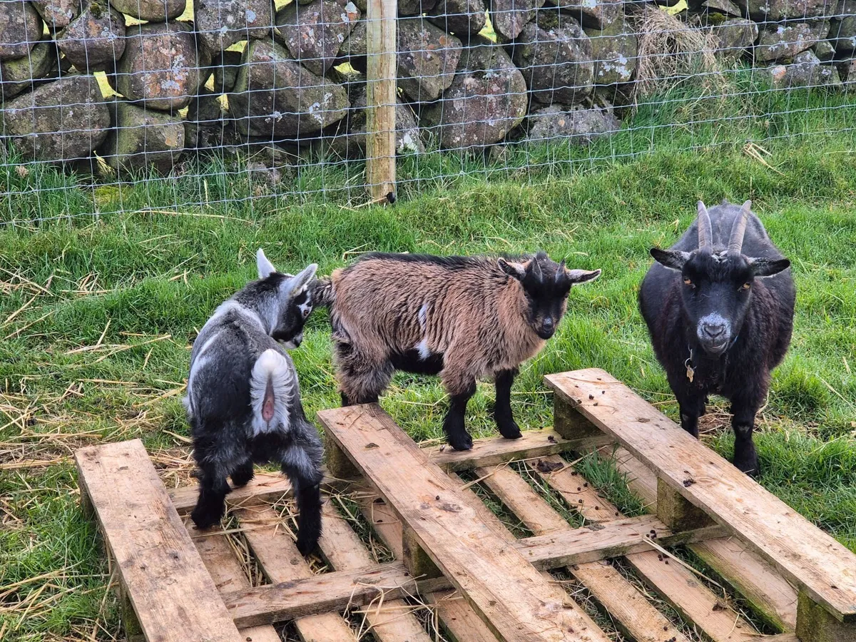 Pygmy goat kids - Image 2