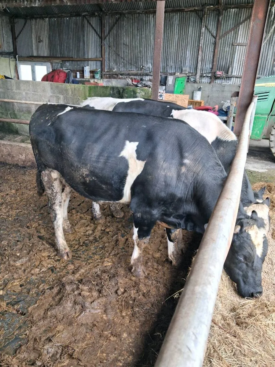 2 friesan bulls - Image 1