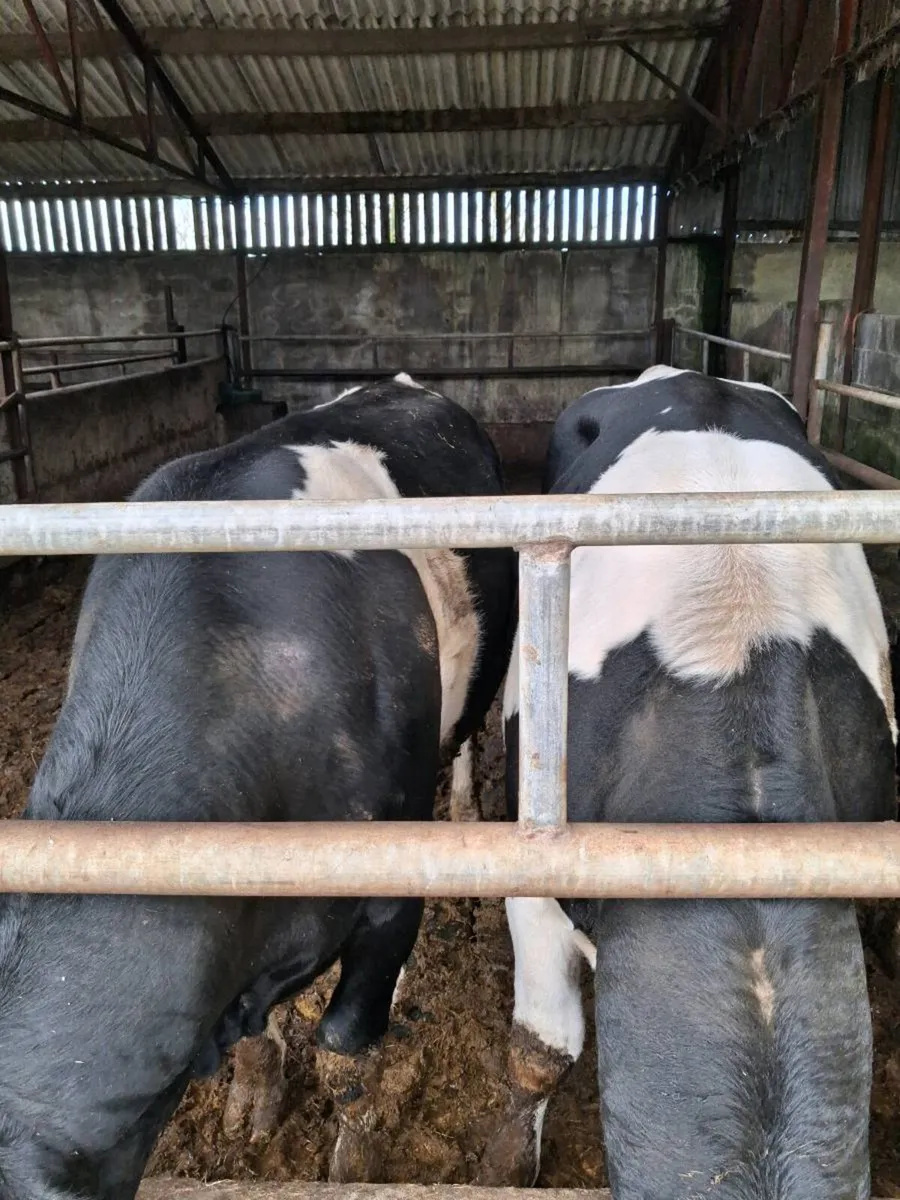 2 friesan bulls - Image 2