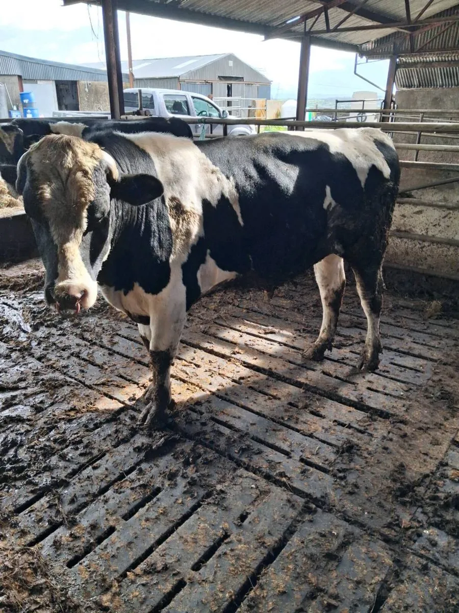 2 friesan bulls - Image 3