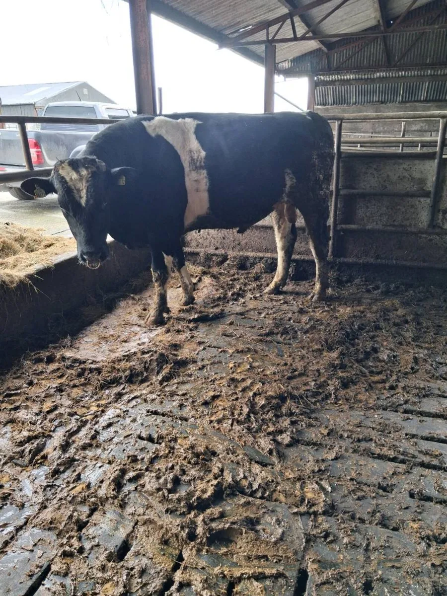 2 friesan bulls - Image 4