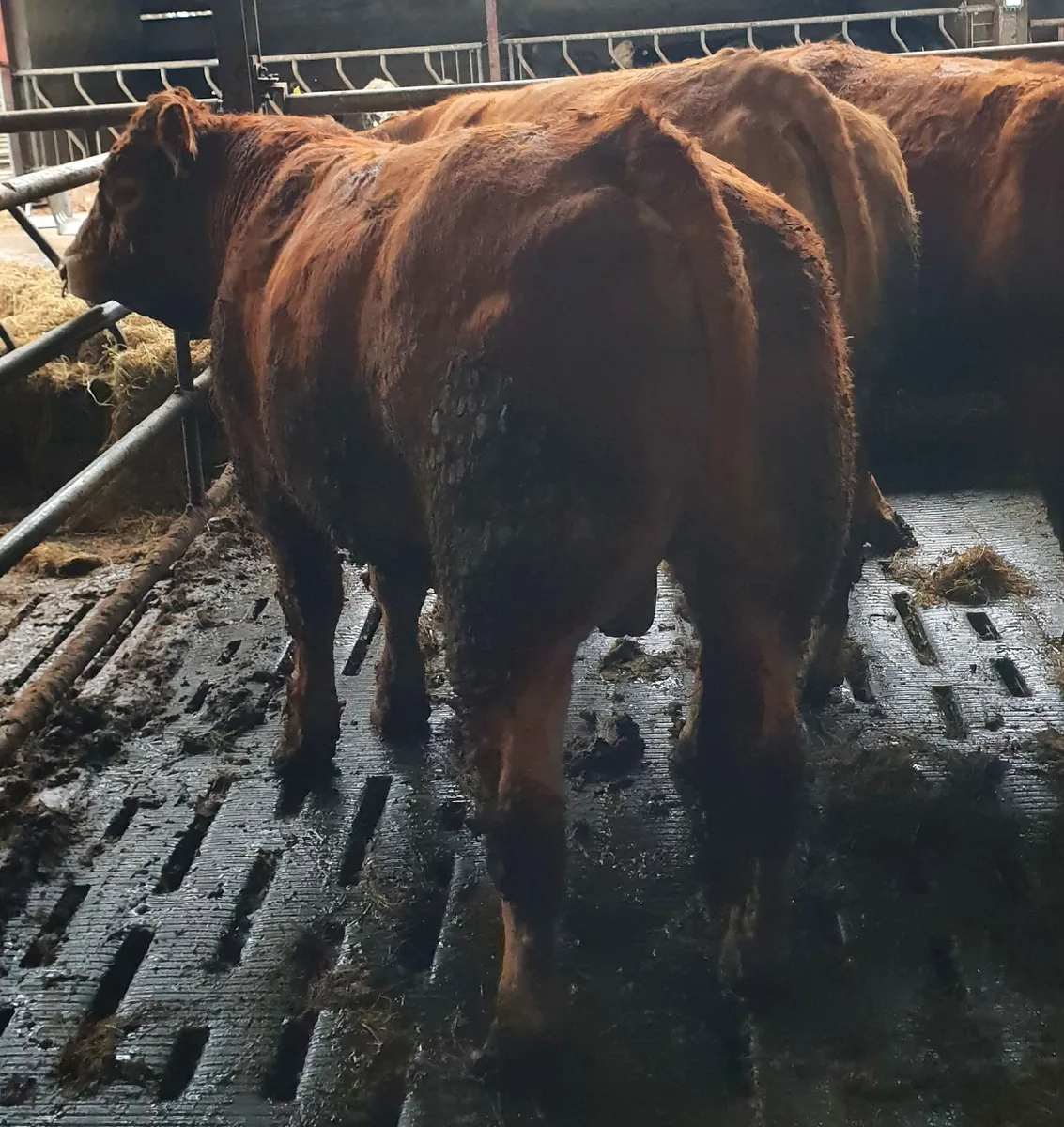 3 super pedigree limousin bulls - Image 1