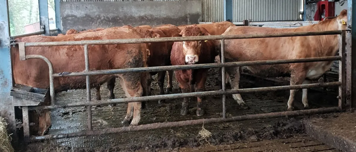 3 super pedigree limousin bulls - Image 2