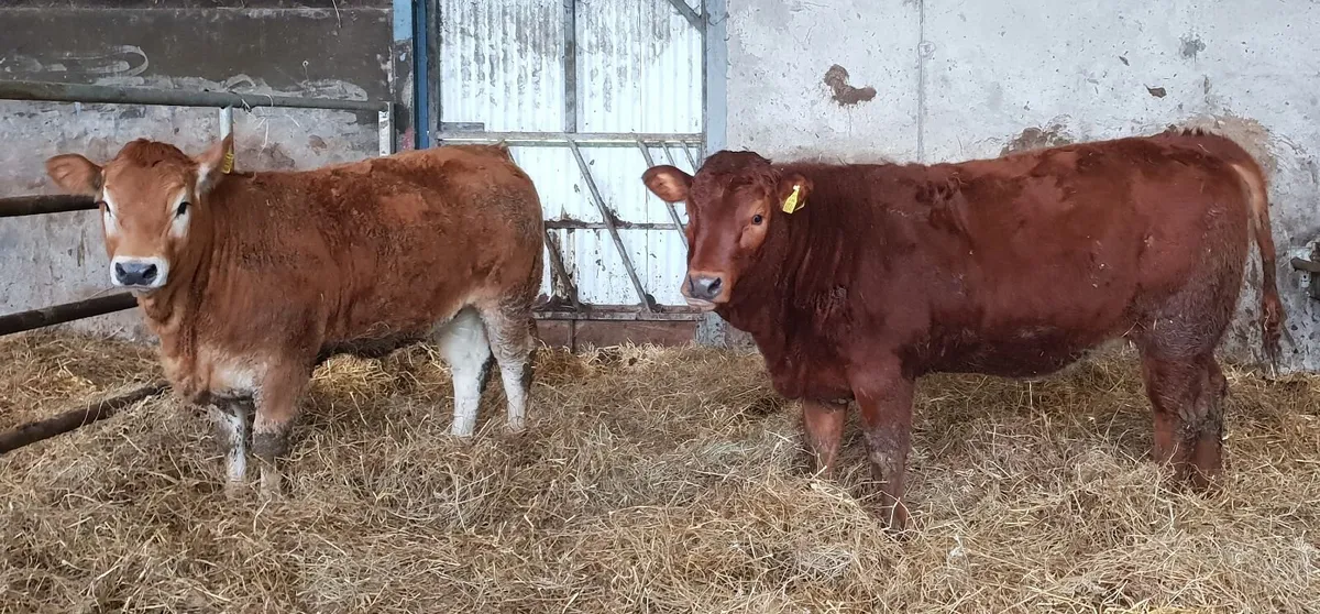 3 super pedigree limousin bulls - Image 3