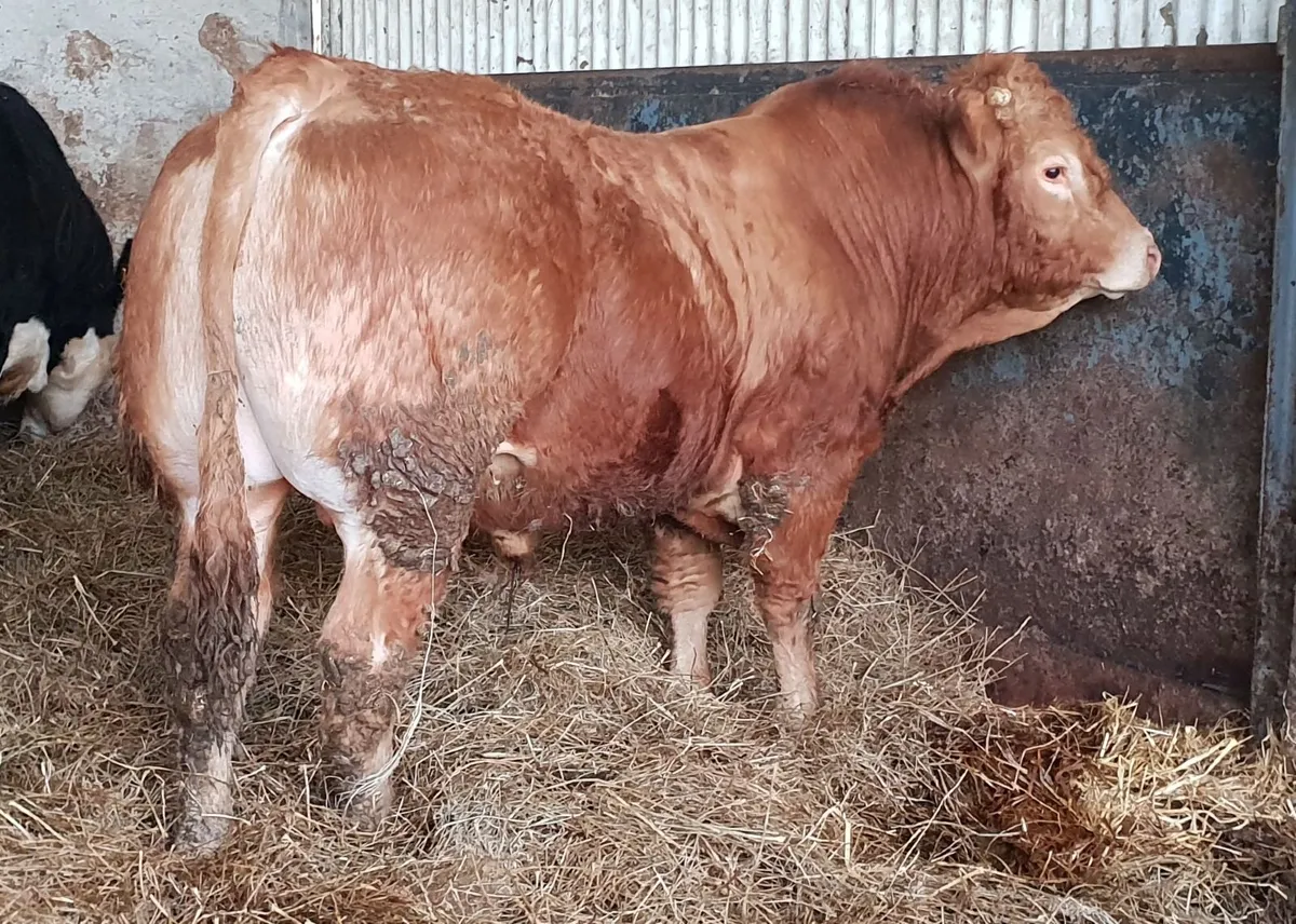3 super pedigree limousin bulls - Image 4