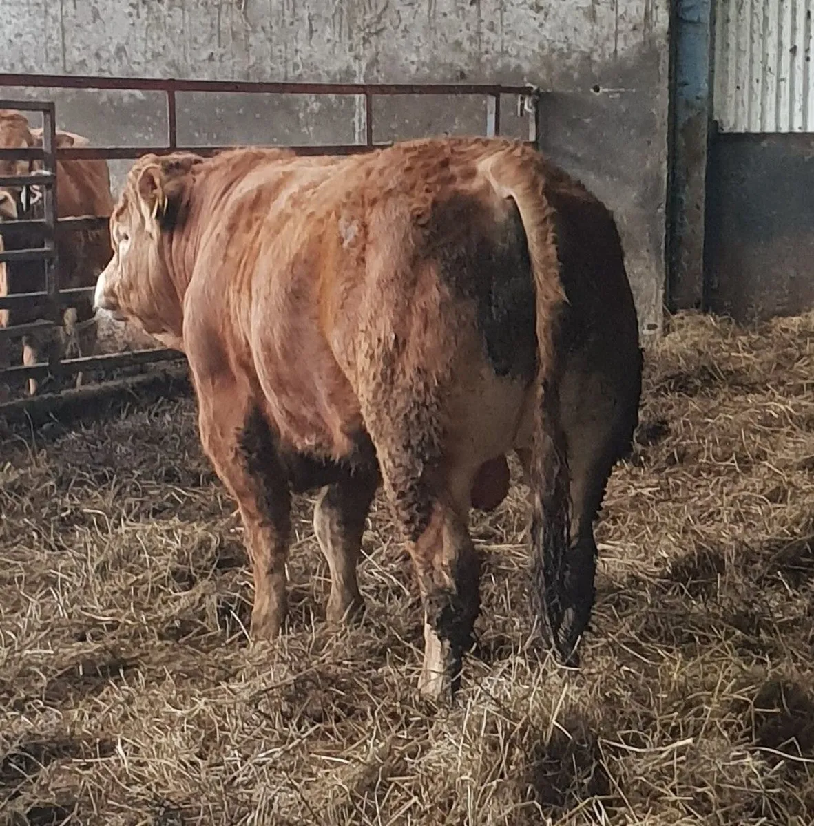2 super pedigree limousin bulls - Image 4