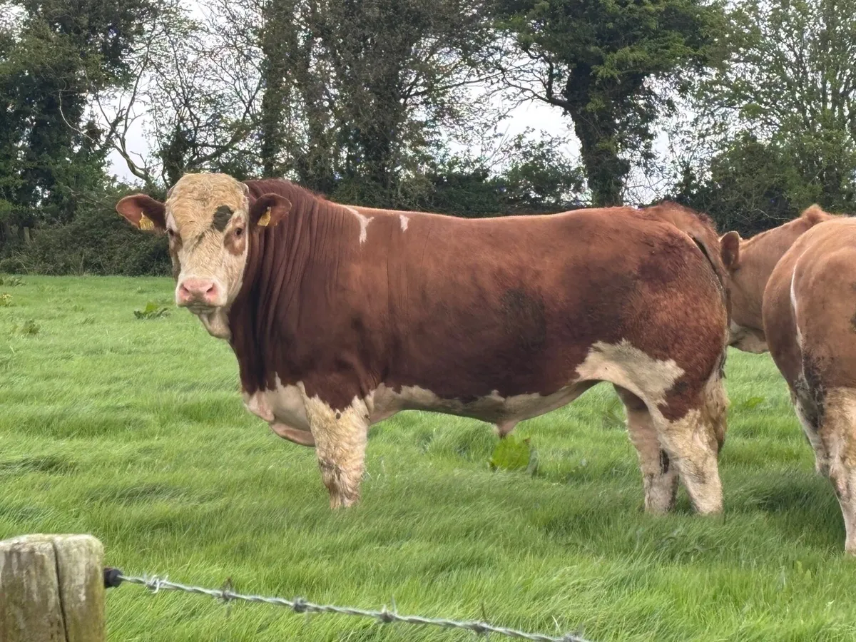 Pedigree Simmental bulls - Image 2
