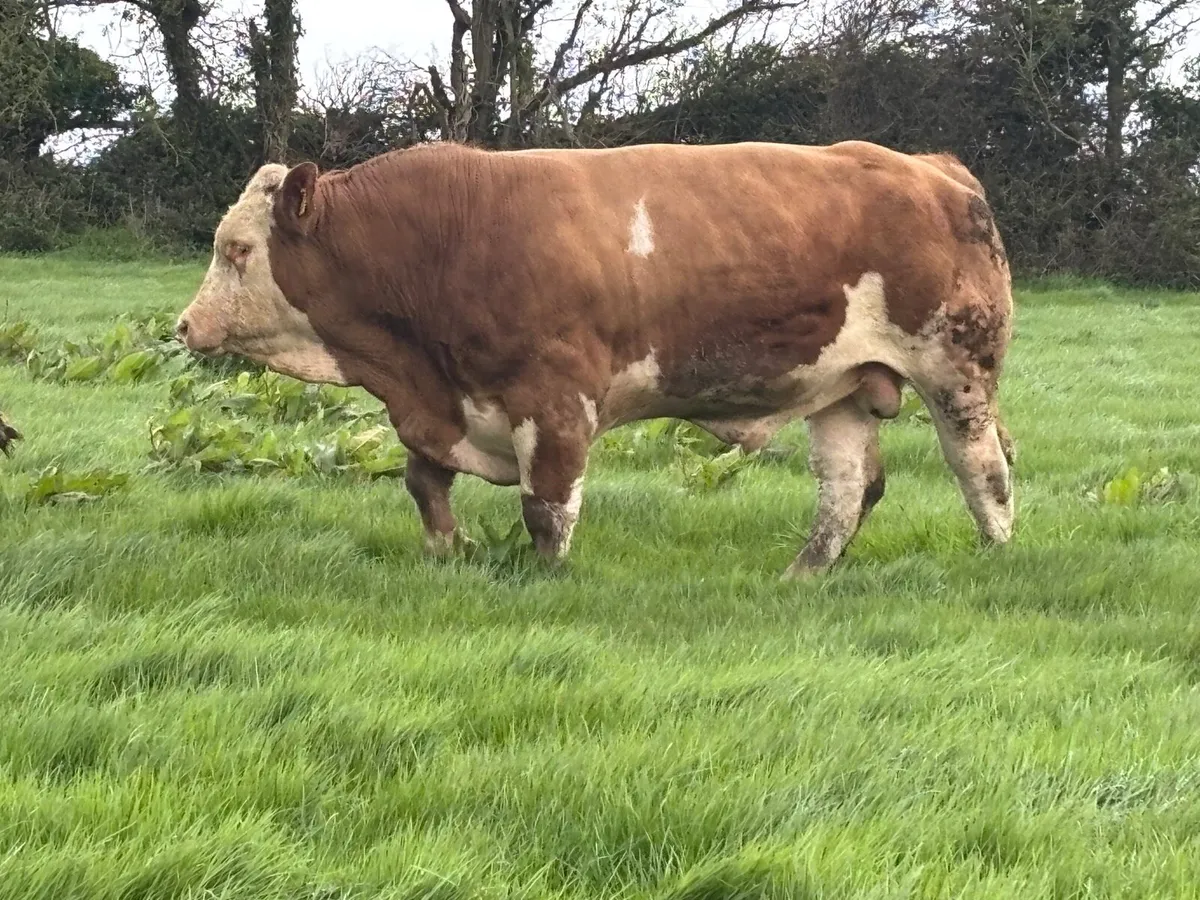 Pedigree Simmental bulls - Image 3