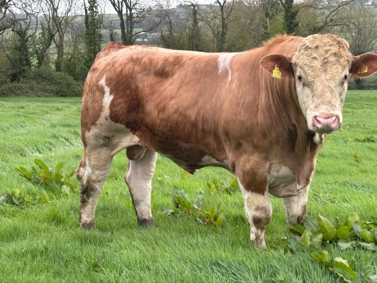 Pedigree Simmental bulls - Image 4