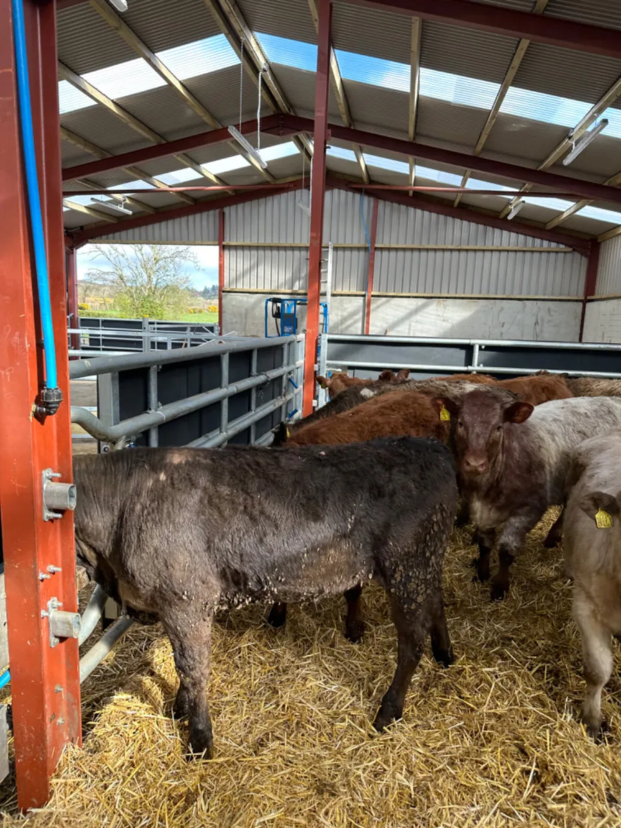 Lim and Charolais heifers - Image 4