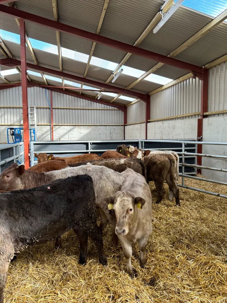 Lim and Charolais heifers - Image 2