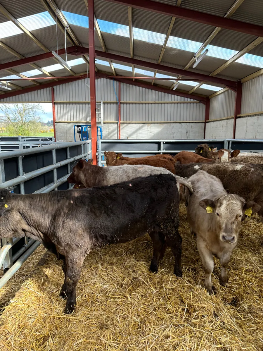 Lim and Charolais heifers - Image 1