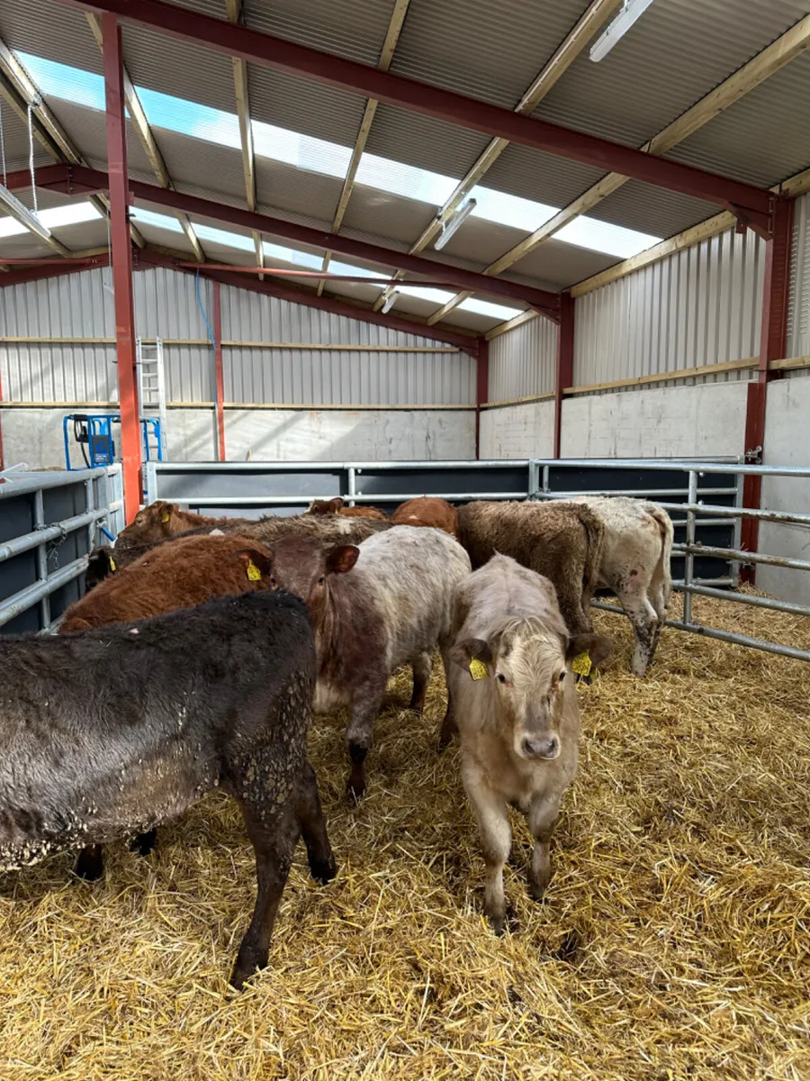 Lim and Charolais heifers - Image 3