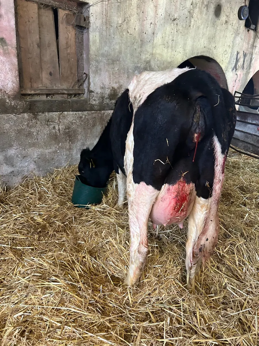 Calved Friesian Heifer - Image 2