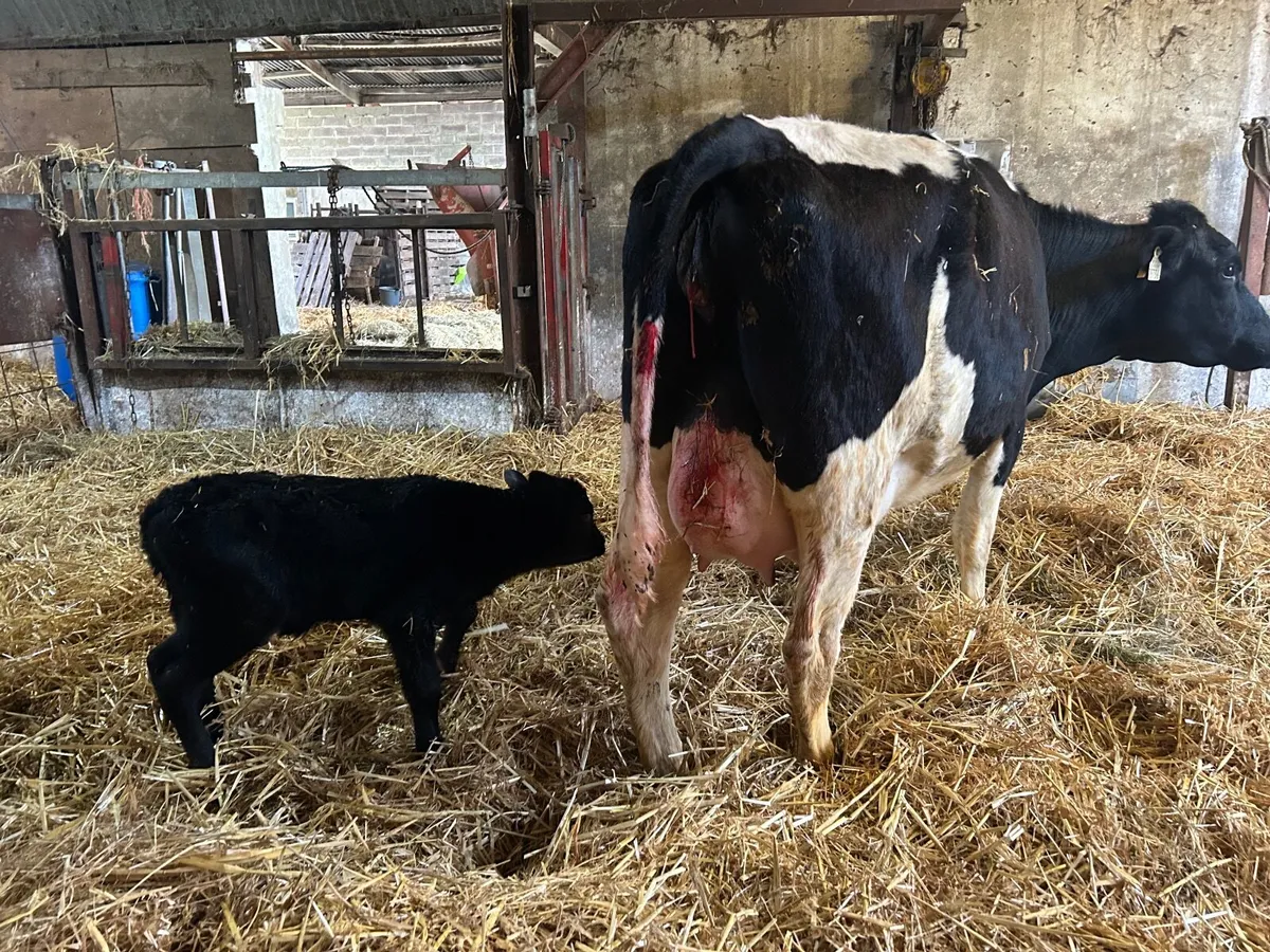 Calved Friesian Heifer - Image 3