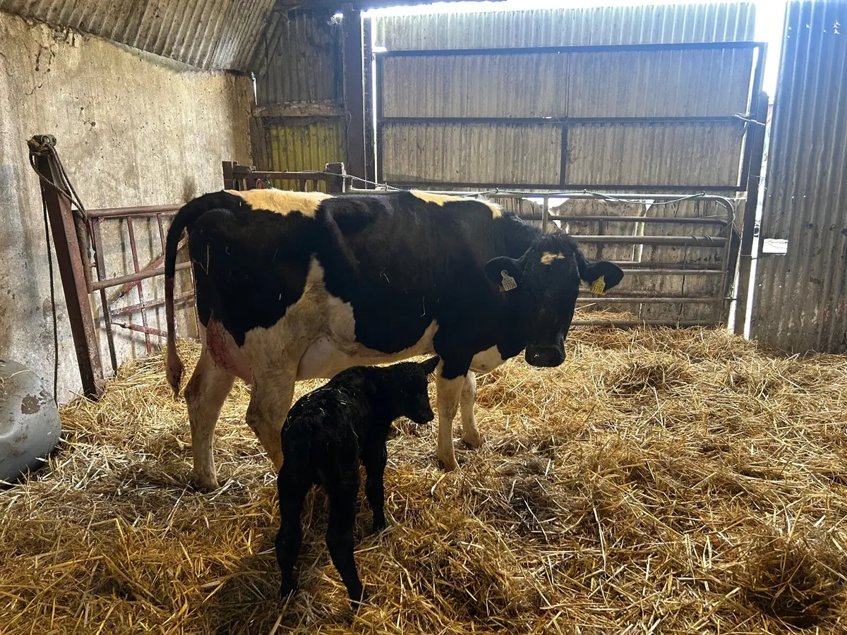 Calved Friesian Heifer - Image 1