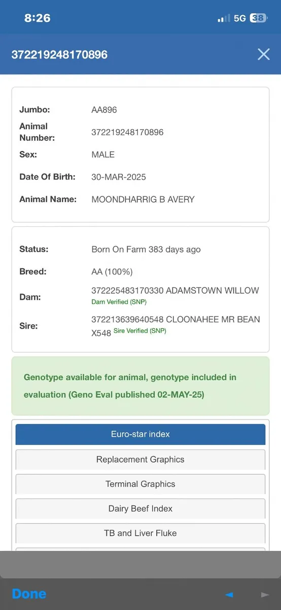 PBR Angus bulls - Image 2