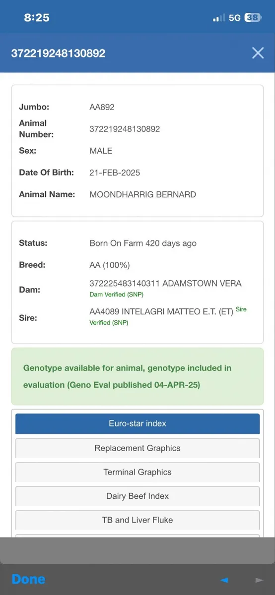 PBR Angus bulls - Image 3