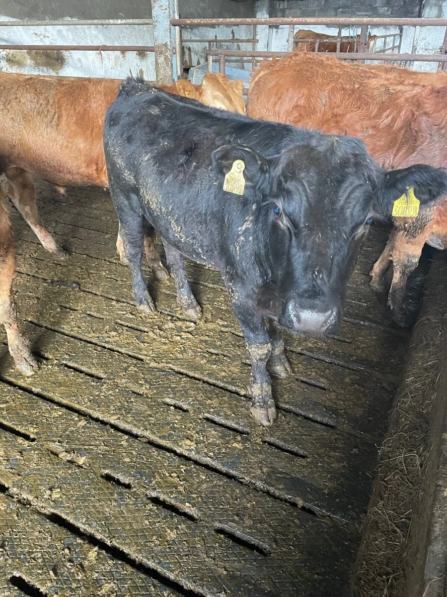 PBR Angus bulls - Image 4