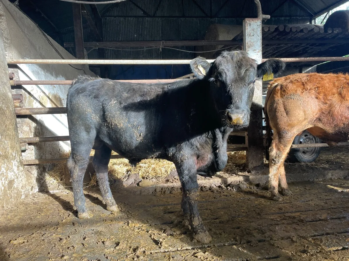 PBR Angus bulls - Image 1