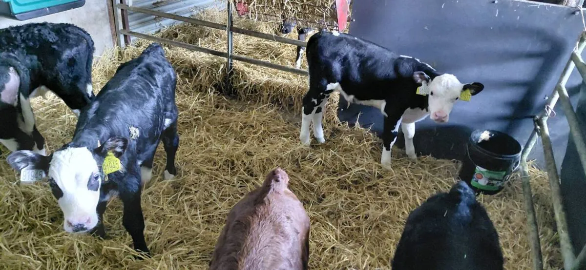 6 white head bull calves - Image 2