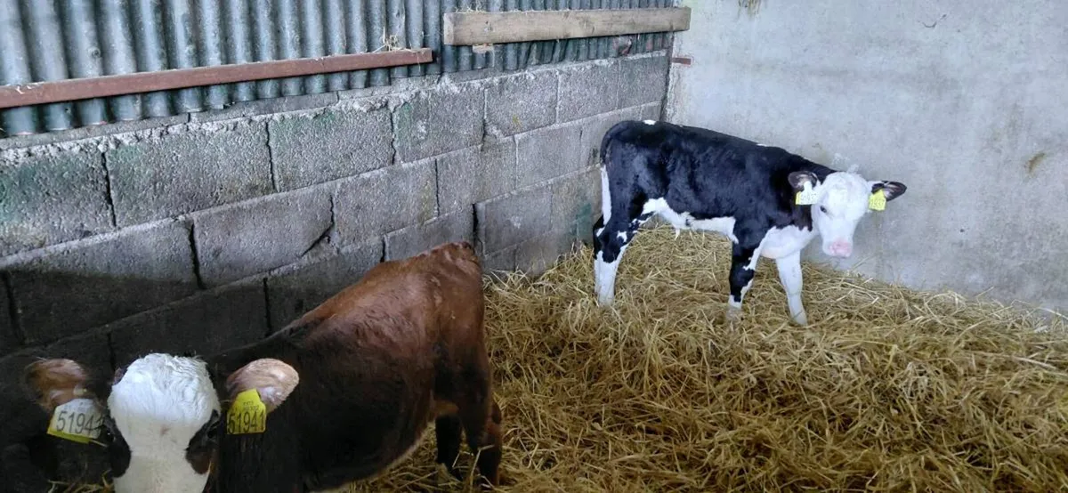 6 white head bull calves - Image 3