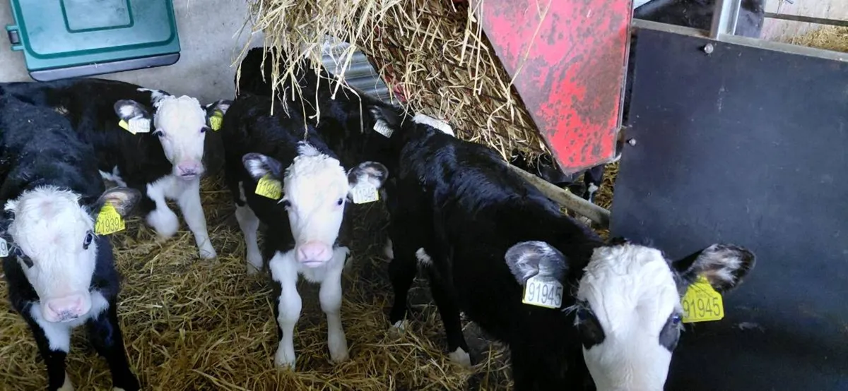 6 white head bull calves - Image 1