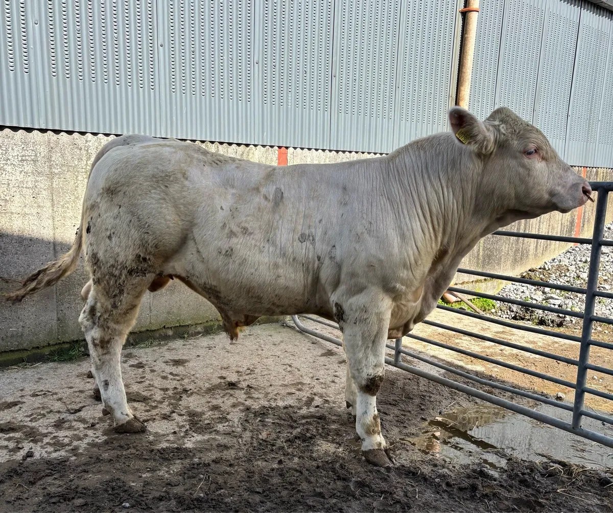 Charolais bulls purebred registered - Image 1