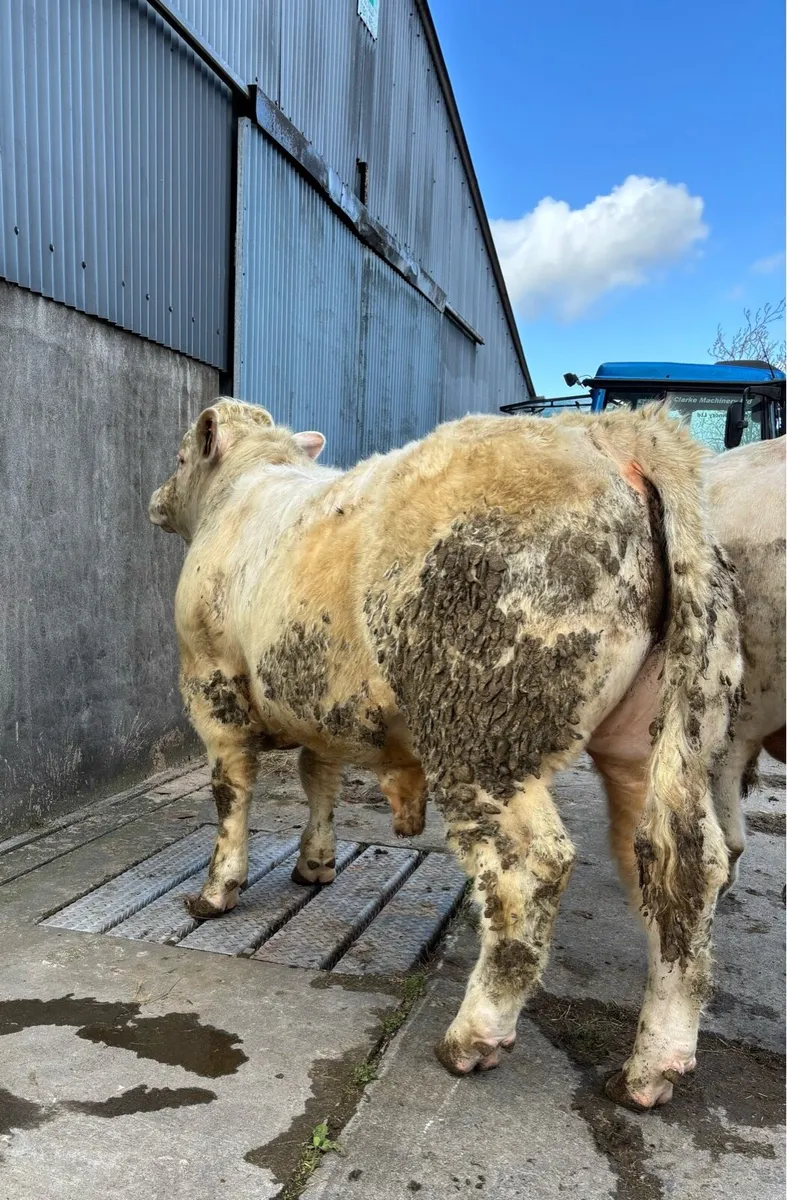 Charolais bulls purebred registered - Image 2