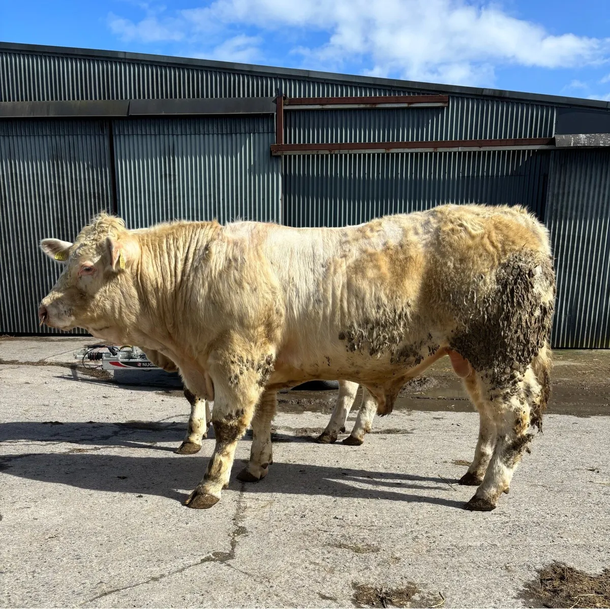 Charolais bulls purebred registered - Image 3