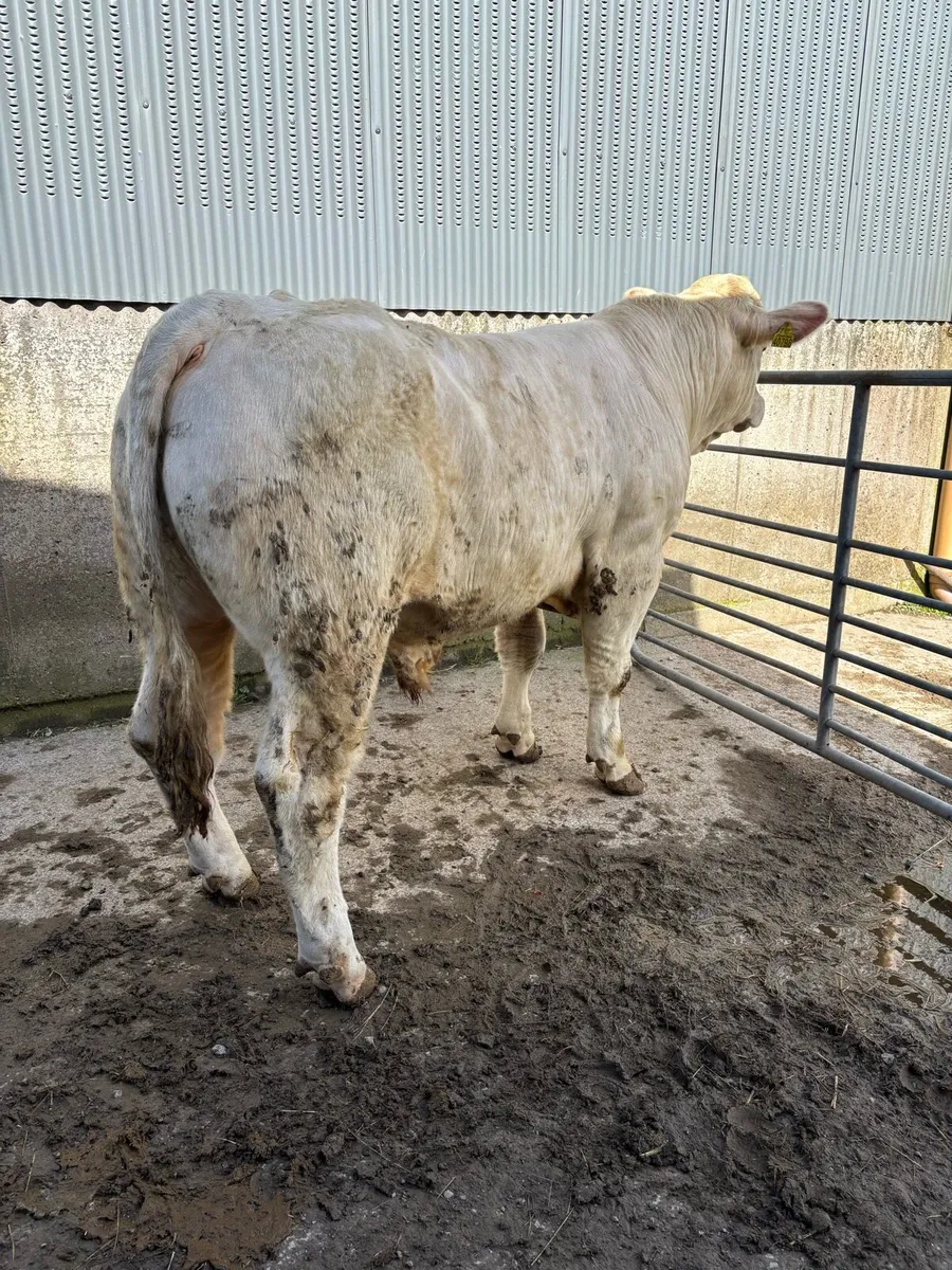 Charolais bulls purebred registered - Image 4