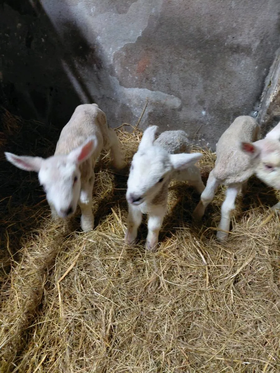 Pet lambs