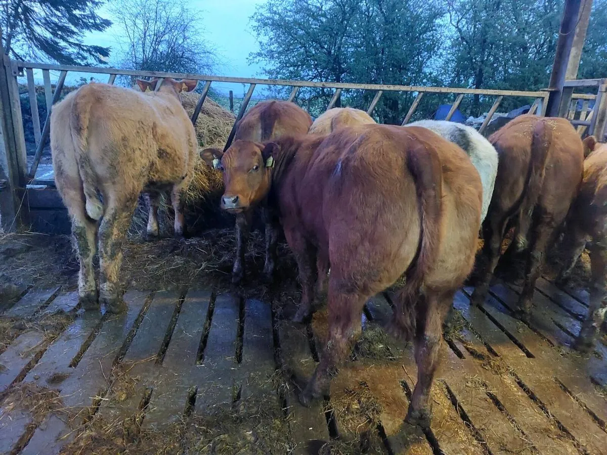 SUPER organic Heifers for Drumshanbo organic sale - Image 1