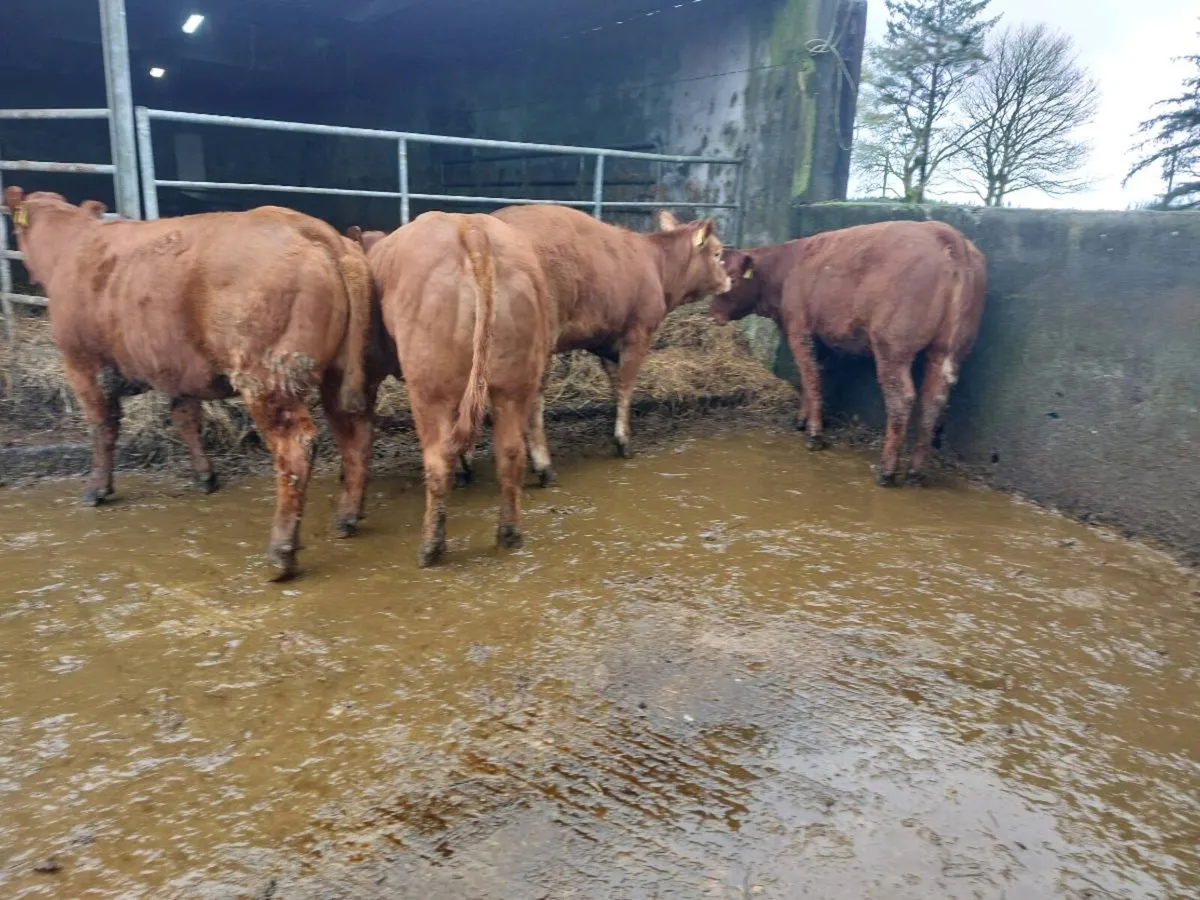 SUPER organic Heifers for Drumshanbo organic sale - Image 2