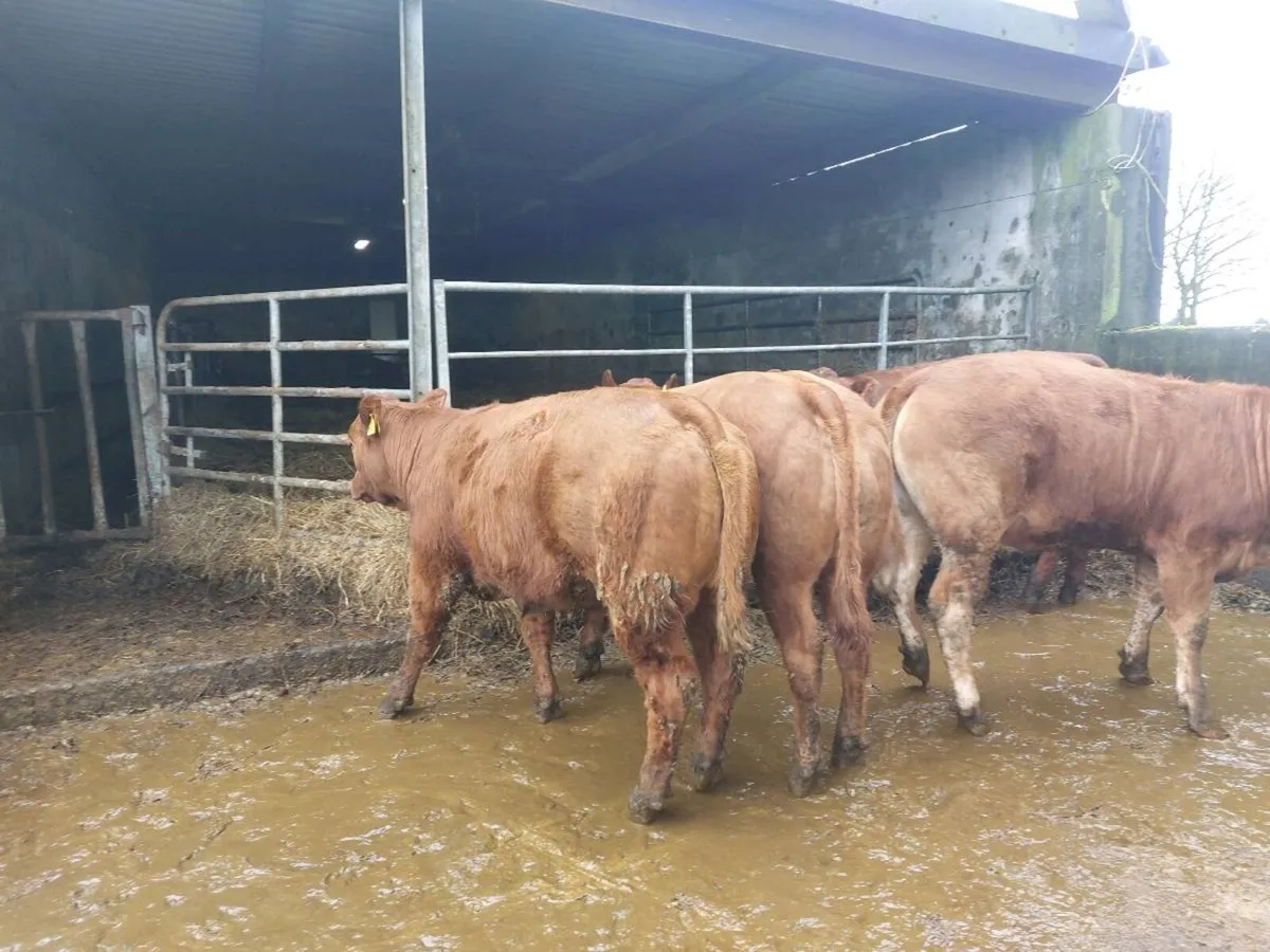 SUPER organic Heifers for Drumshanbo organic sale - Image 3