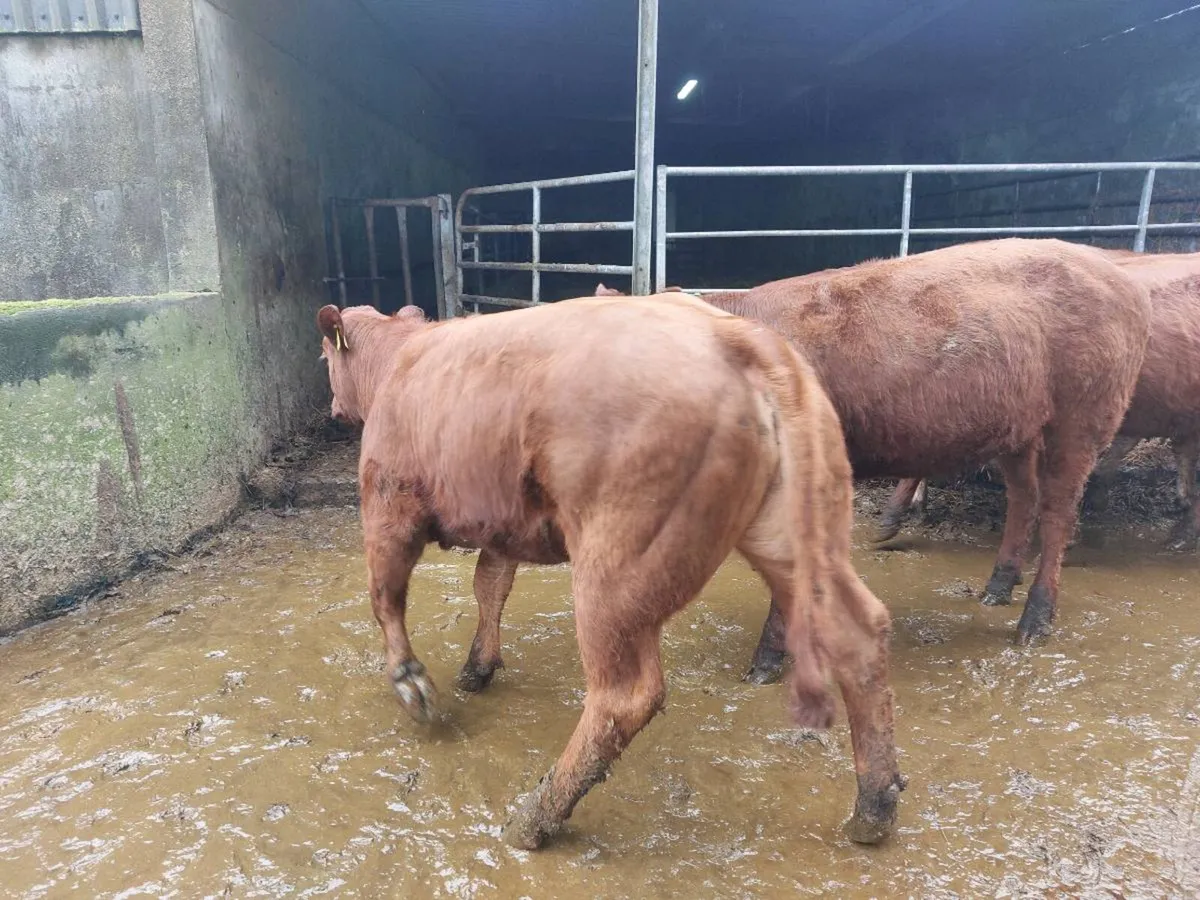 SUPER organic Heifers for Drumshanbo organic sale - Image 4