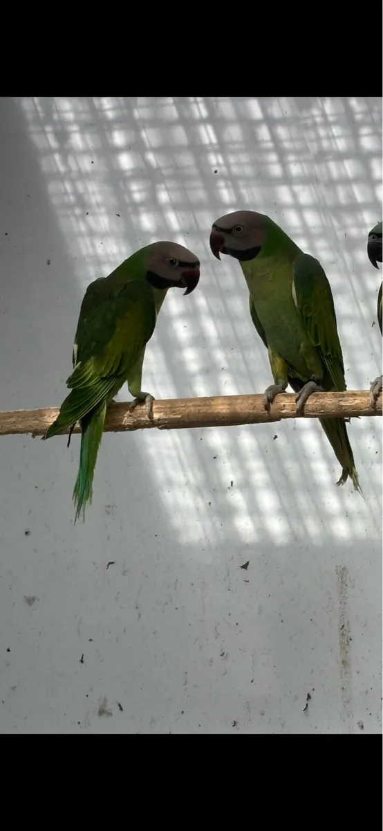 Moustached Parrots - Image 1