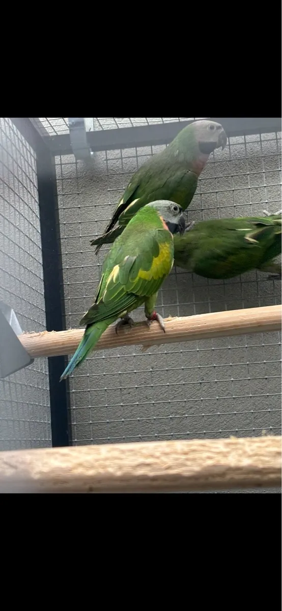 Moustached Parrots - Image 2